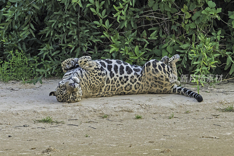 美洲虎(Panthera onca)是一种大型猫科动物，是美洲虎属猫科动物，是美洲唯一现存的美洲虎物种，在巴西潘塔纳尔发现。睡觉或休息。